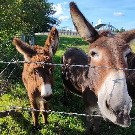 Augettes Longere Normande *